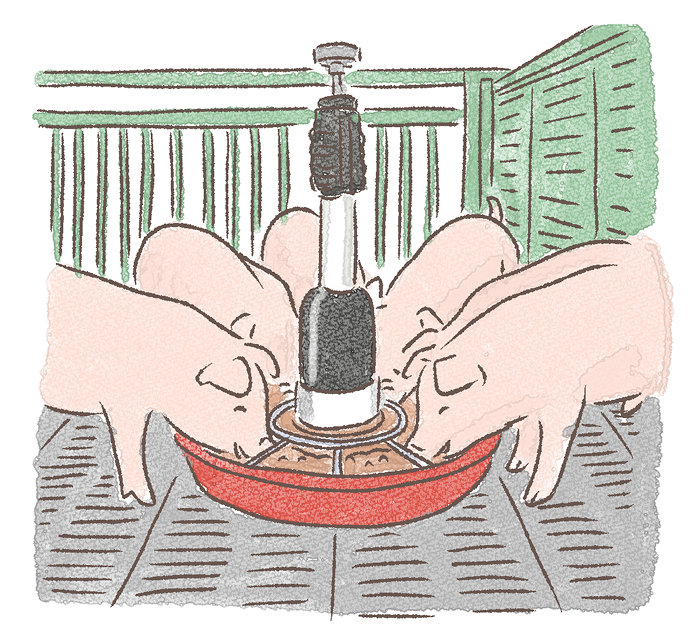 豚が餌を食べるイラスト
